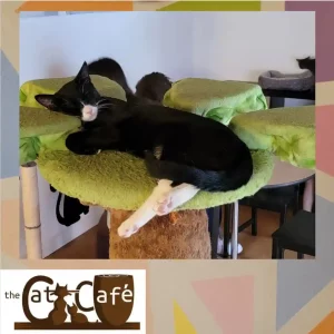 Gallery Cat Cafe SD