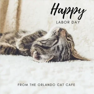 Orlando Cat Cafe Gallery