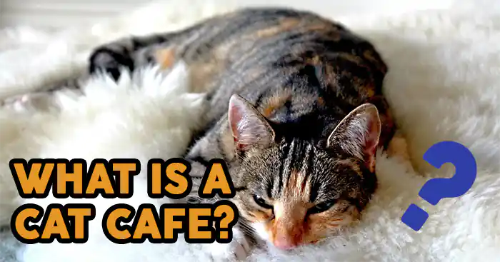 what is a cat cafe?