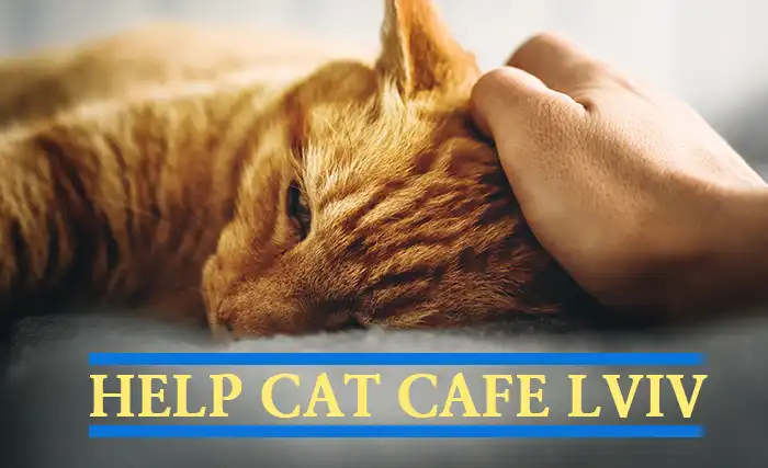 help the cat cafe in lviv