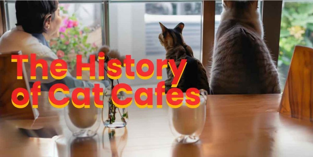 The History of Cat Cafes